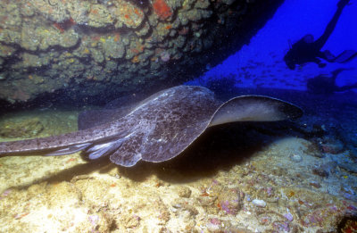 Ray Under Wreck 