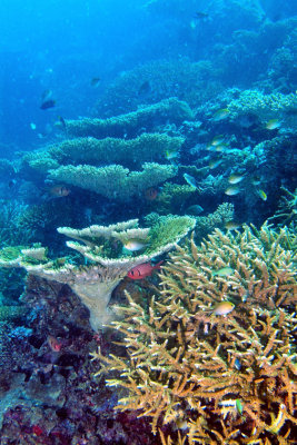 Maldives Living Coral Reef, yet...