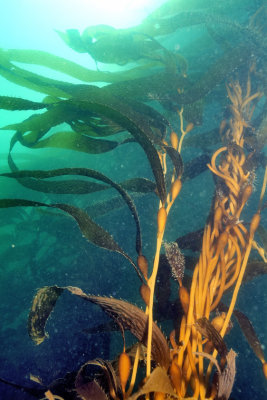 Kelp Seeds