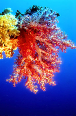 Soft Corals: My Favourite!.... 
