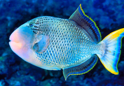 Yellowmargin Triggerfish ('Pseudobalistes flavimarginatus') 