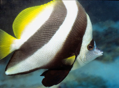 Bannerfish