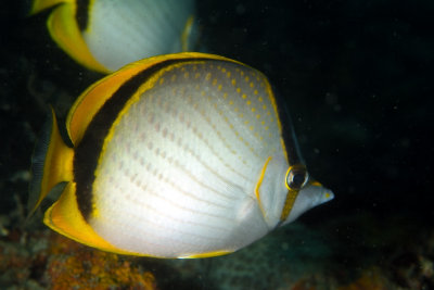 Yellow-Dotted Butterflyfish, 'Chaetodon selene'
