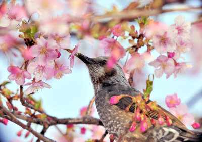 The Flower's Sweet Taste