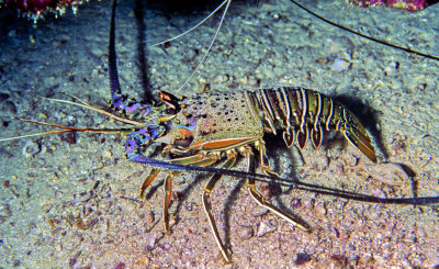 South Atlantic Lobster Outside 