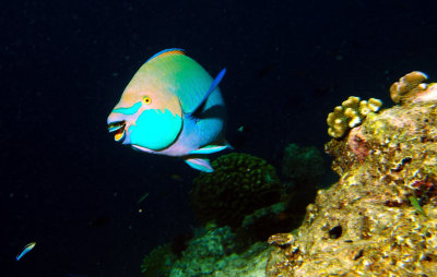Smile of the Parrotfish 
