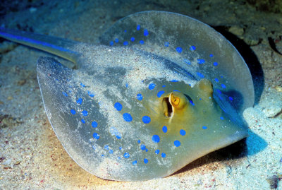 Spotted Ray Sleeping on Sand 