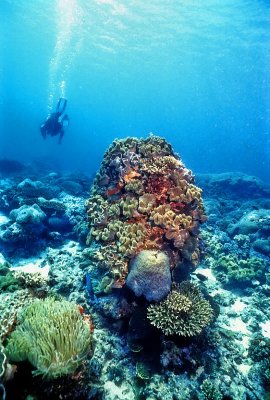 Baye Ternay: Requiem Fora Dead Reef