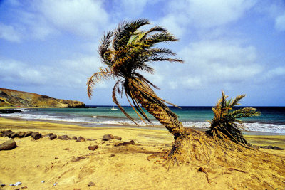 Beautiful Beach, With Crooked Palmtrees and garbage everywhere