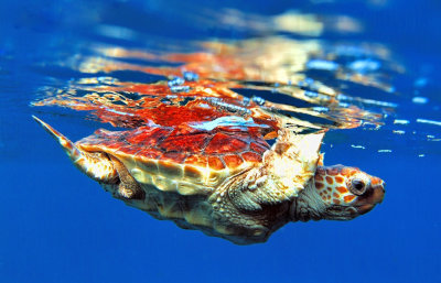 Loggerhead Sea Turtle (Caretta caretta)