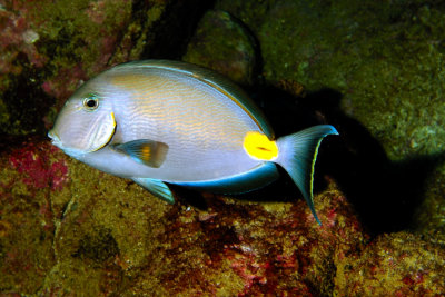 Atlantic Razorfish