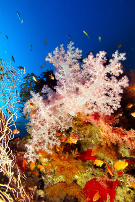 Pink Soft Coral 