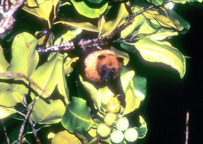 The Fruit Bat Eating 