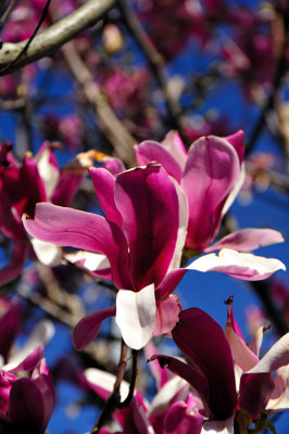 Magnolia