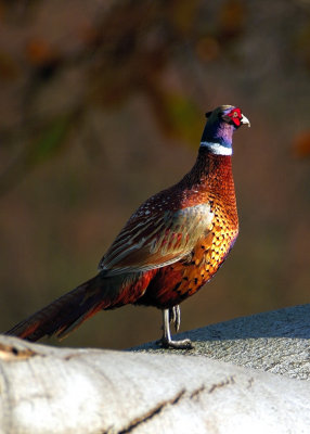 Pheasant Pose