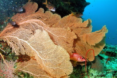 Sea Fan in Cave 