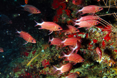 Soldierfish In Cave