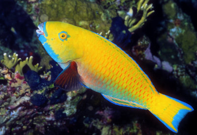 Yellow Parrotfish 