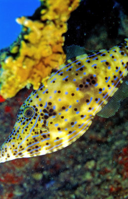 Scrawled Filefish, 'Aluterus scriptus'