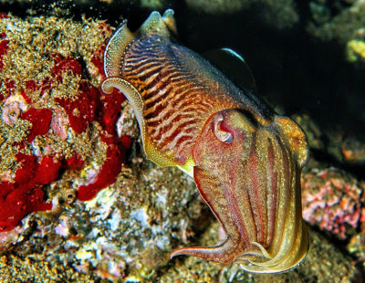Cuttlefish Floating