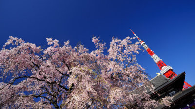 The Cherry Tree, The Temple, The Tower