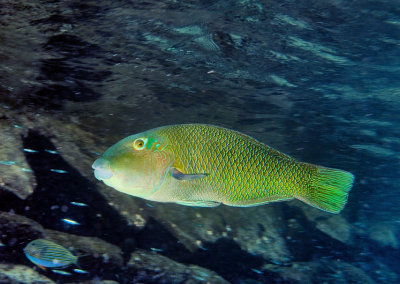 Unknown Wrasse Fish