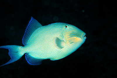 Blue Triggerfish 