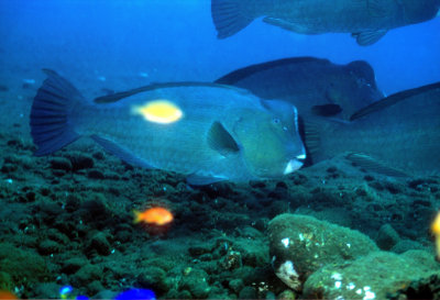 Humpback Parrotfish Close   