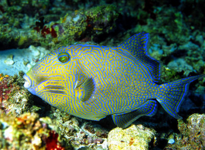 Blue Triggerfish, 'Pseudobalistes fuscus'