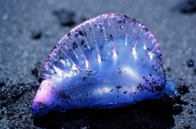 Deadly Portuguese Man O'War, Now Dying