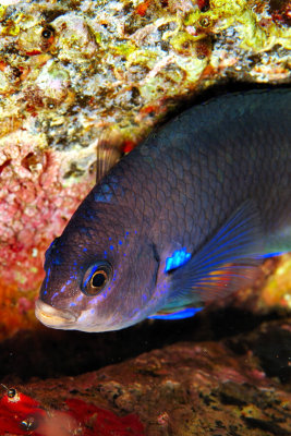 Black Damselfish 