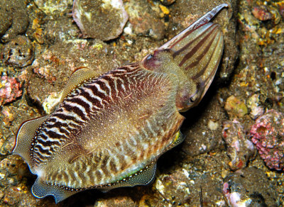 Cuttlefish From Above