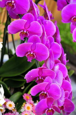 Orchids, Spring Promise