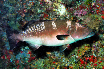Giant Groupper