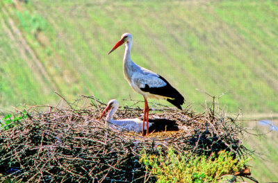 White Stork Couple on Castle Roof 