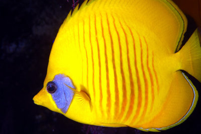 Yellow Diskfish, Close