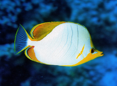 White Diskfish 