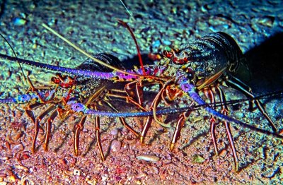 Lobsters - Green Spiny Lobster, 'Panulirus regius'