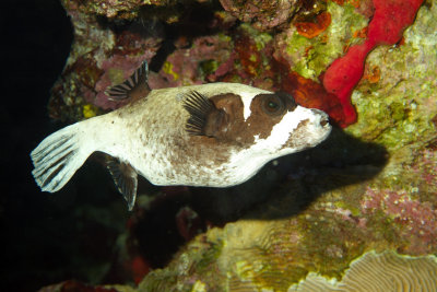 Blackspotted Pufferfish, 'Arothron nigropunctatus'