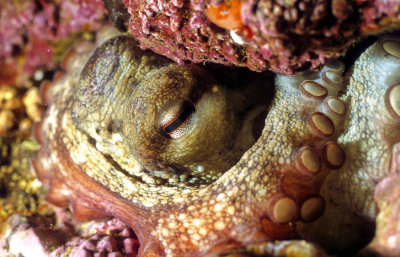Octopus Eyelids 