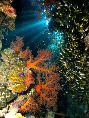 Cave of Soft Corals and Silvergrass Fish 