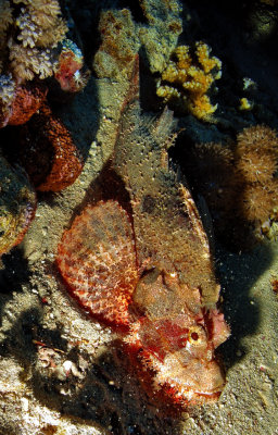 Scorpion Fish 