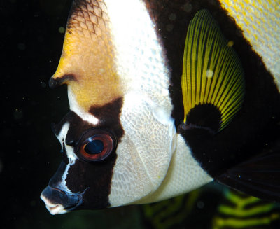 Bannerfish Snout 