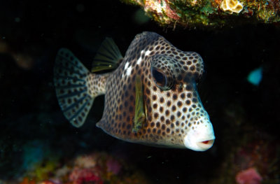 Boxfish Frontal