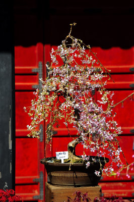 Beauty Miniaturized