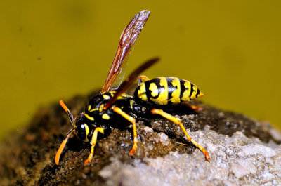 Wasp: Hate-Love, Love-Hate...