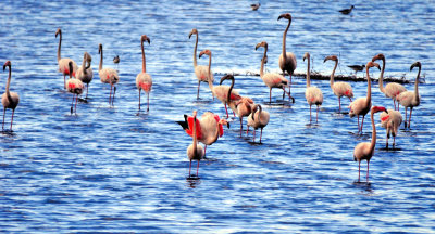 Flamingoes of the Tagus River Estuary