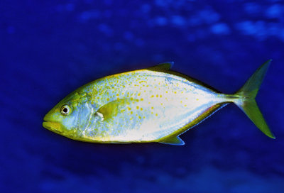 Yellow Jackfish Hunting 