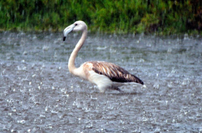Young Flamingo in the Rain