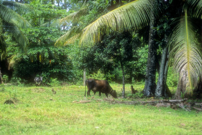 Bucholic Rural View 